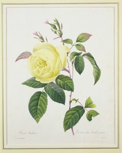 Rosa indica, grabado por Bessin, de 